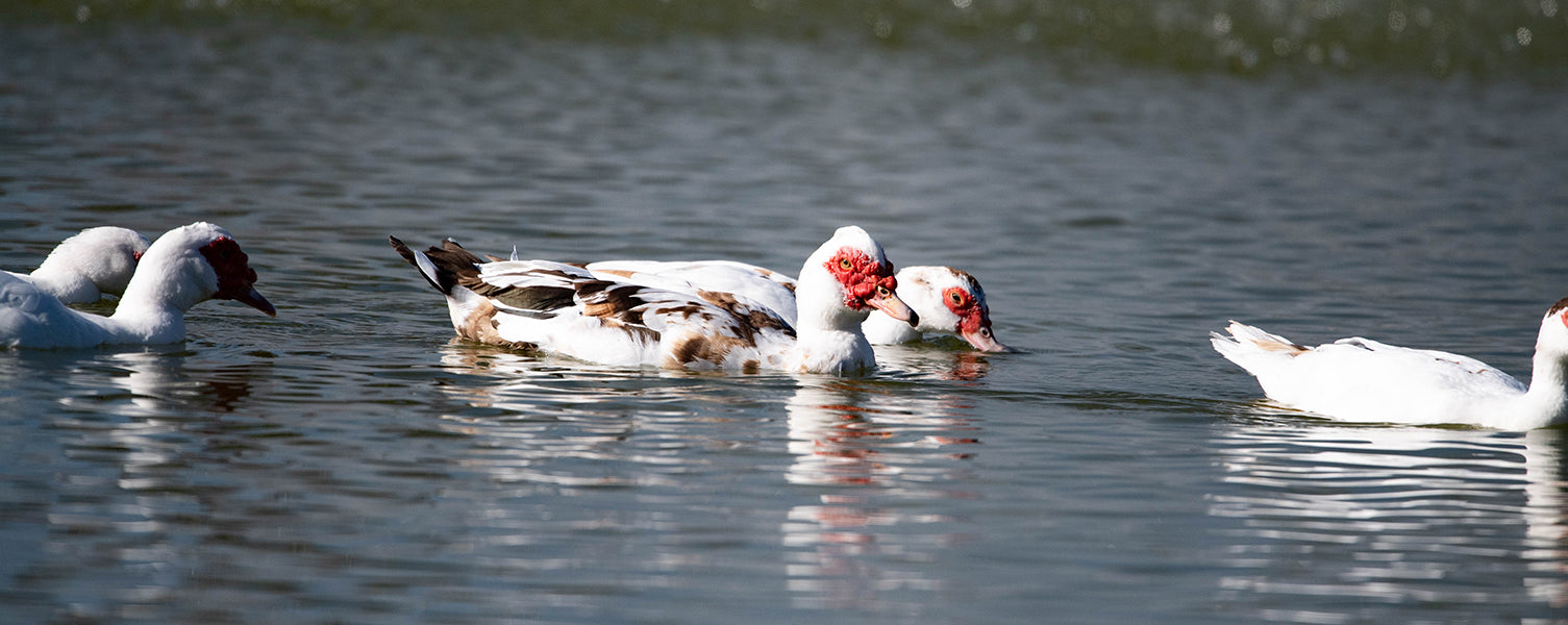 muscovy duck, cairina moschata, pato real, a unique and versatile waterfowl species