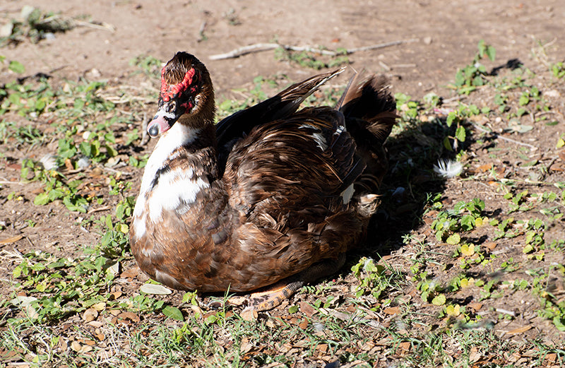 Majestic Muscovy Duck