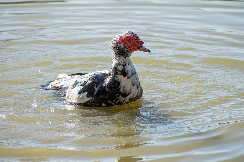 Cairina moschata, Muscovy duck, Pato Real