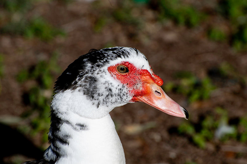 close-up head of a cairina moschata