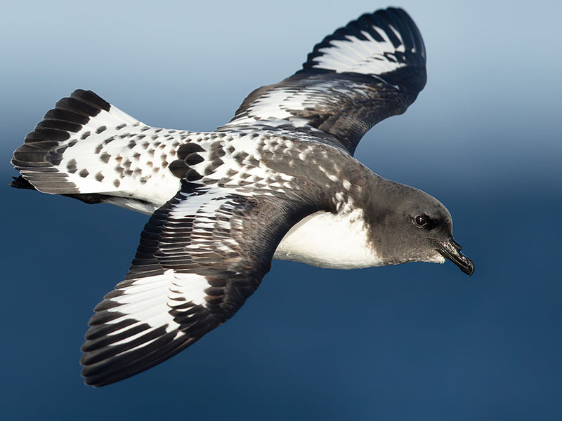 Cape Petrel, Daption capense, Damero del Cabo