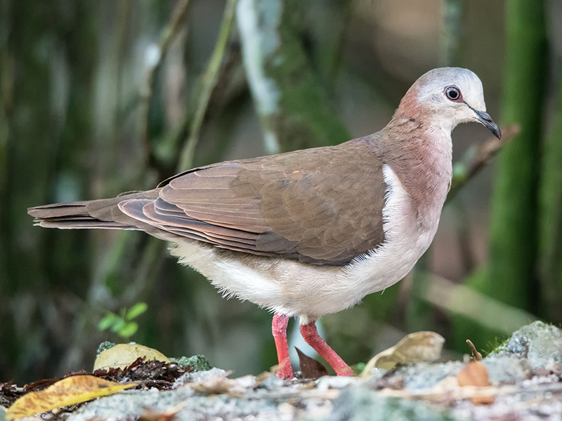 Caribbean dove, Leptotila jamaicensis, Tórtola Caribeña