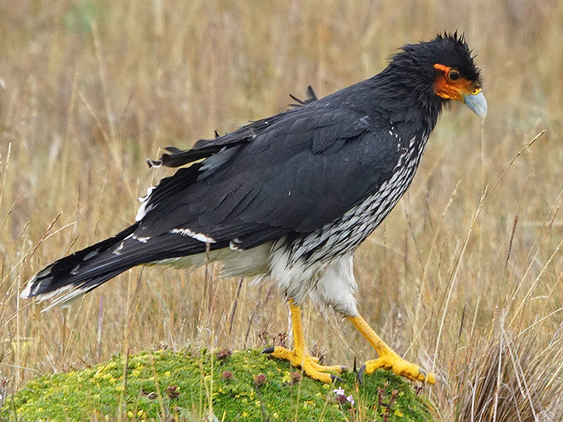 Carunculated Caracara, Phalcoboenus carunculatus, Caracara Paramuno