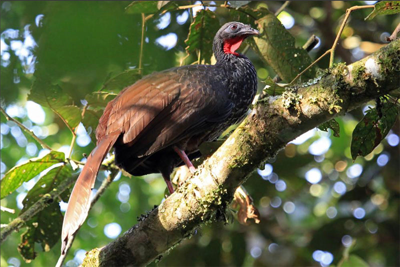 guans, cauca guan, galliformes,cracidae