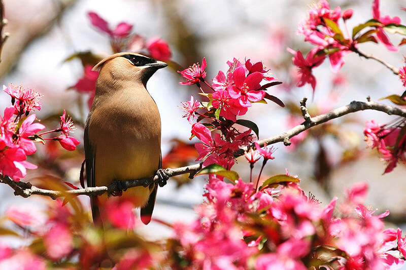 cedar waxwing, passeriforme, bombycilidae