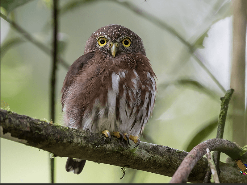 Central American Pygmy-owl, Glaucidium griseiceps, Buhito Cabecigris