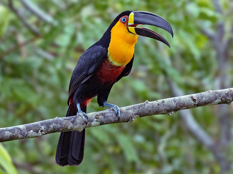 Channel-billed Toucan, Ramphastos vitellinus, Tucán Pechiblanco