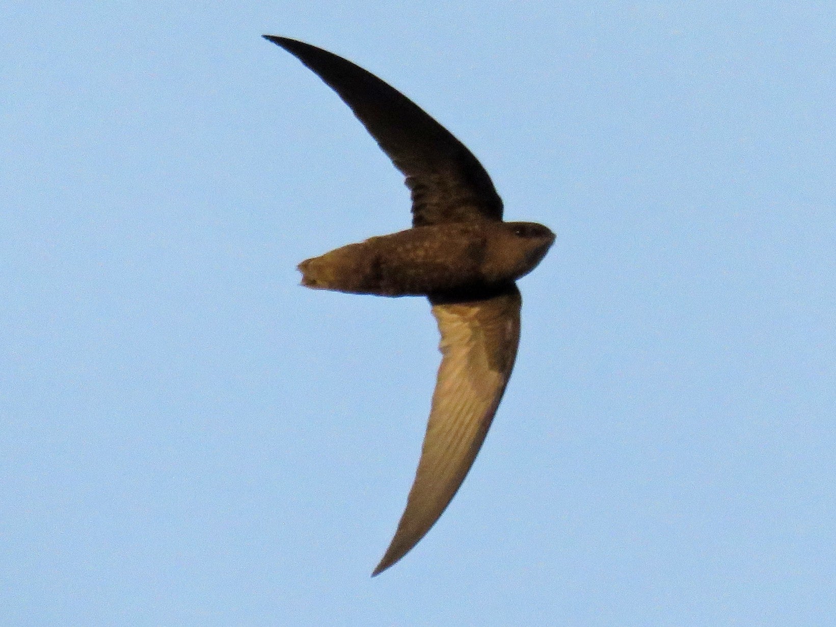 Chapman's Swift, Chaetura chapmani