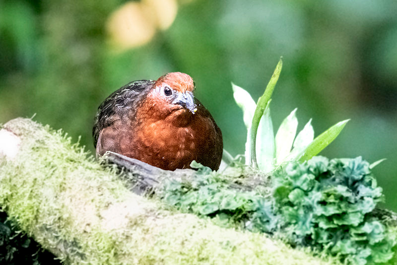 Chestnut Wood Quail,  Perdiz Colorada, Odontophoridae, Odontophorus hyperythrus 
