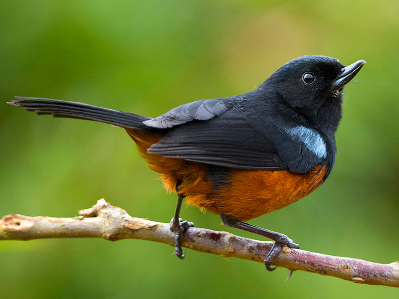 Chestnut-bellied Flowerpiercer, Diglossa gloriosissima, Picaflor Pechirrufo