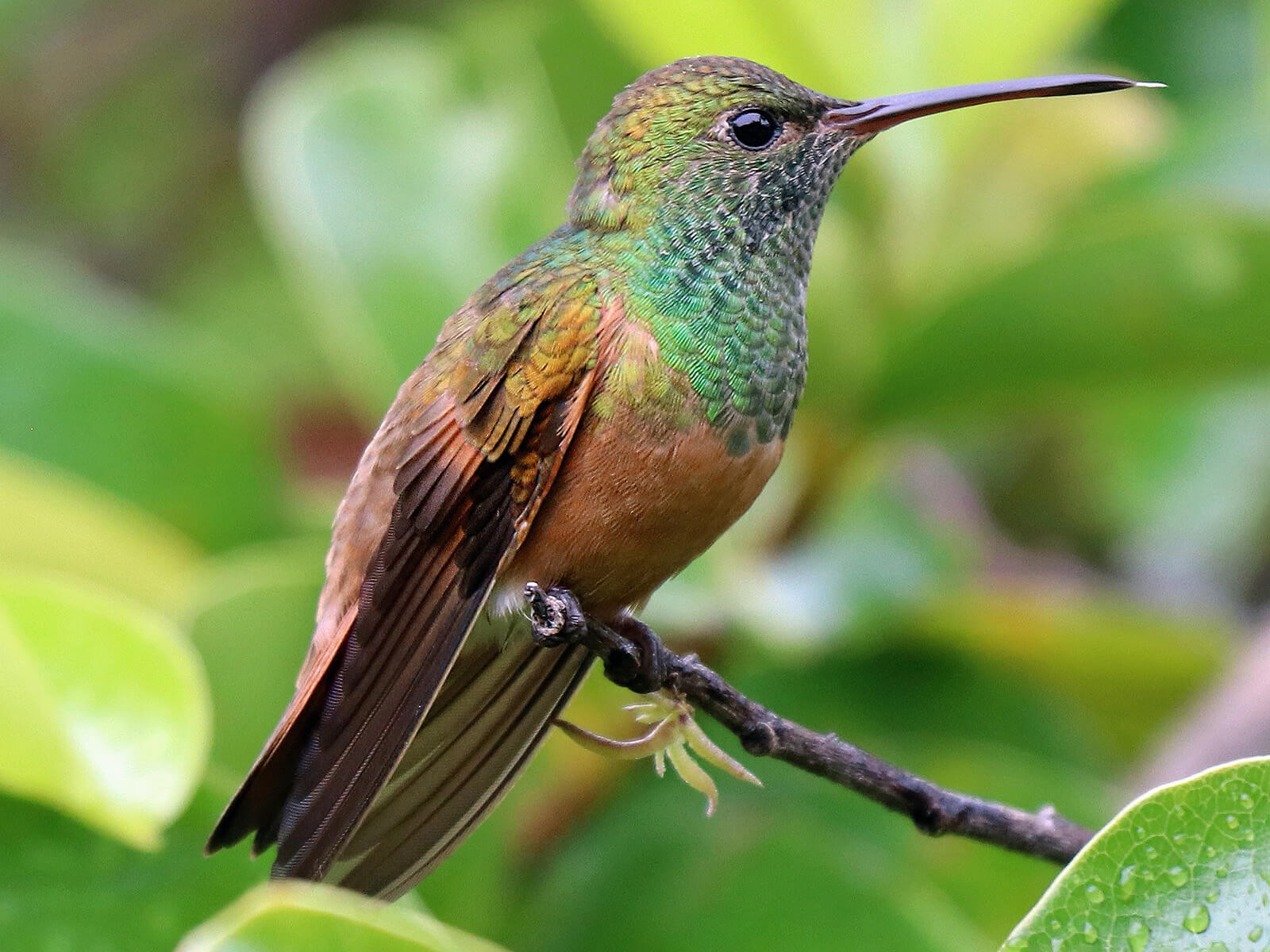 Chestnut-bellied Hummingbird, Saucerottia castaneiventris, Amazilia Buchicastaña 