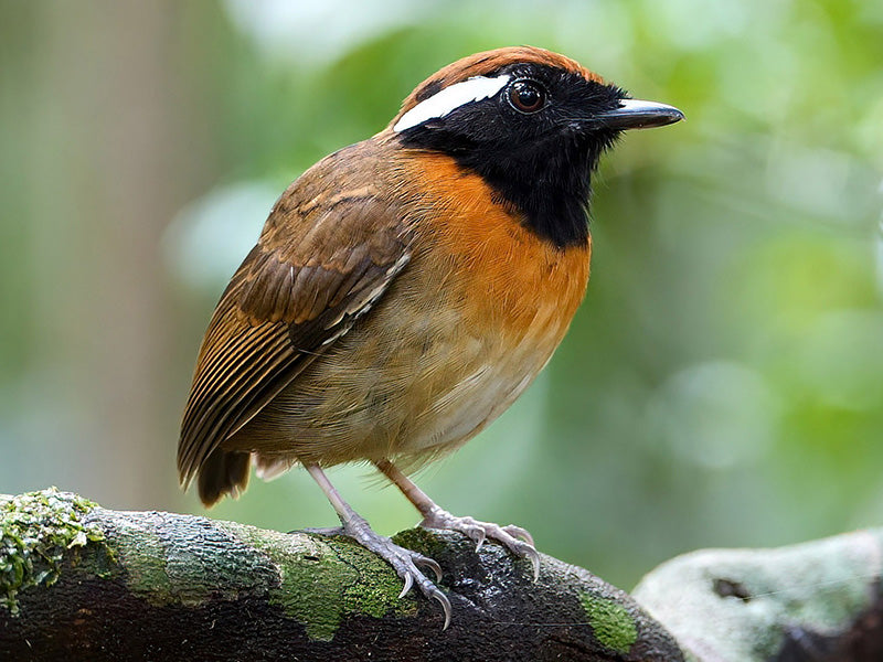 Chestnut-belted Gnateater, Conopophaa aurora, Zumbador Pechirrufo