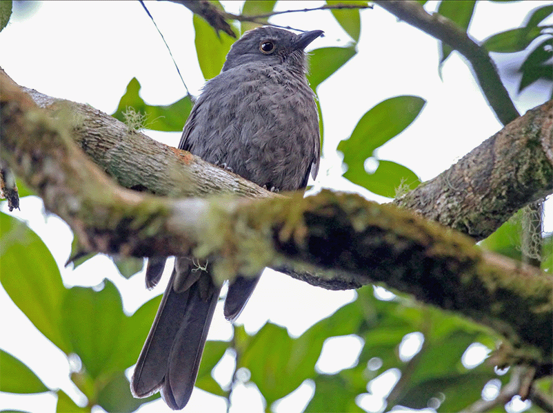 Chestnut-capped Piha, Lipaugus weberi, Guardabosque Antioqueño