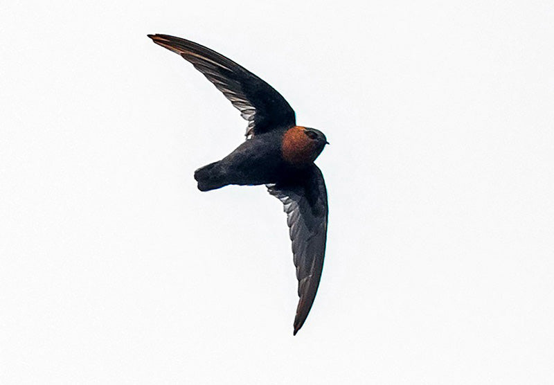 Chestnut-collared Swift, Streptoprocne rutila, Vencejo Cuellirojo