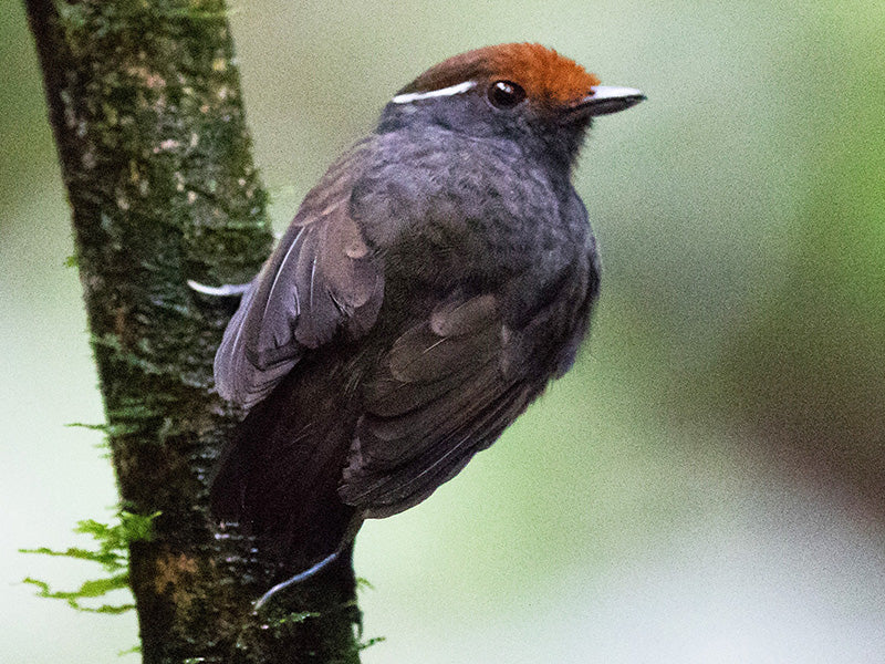 Chestnut-crowned Gnateater, Conopophaga castaneiceps, Zumbador Pechigris