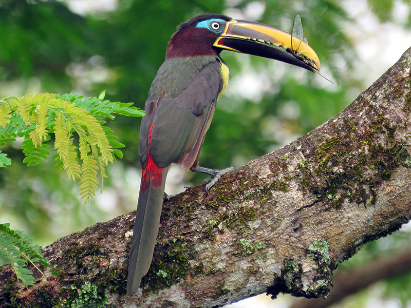 Chestnut-eared Aracari, Pteroglossus castanotis, Pichí Bandirrojo,  Araçari