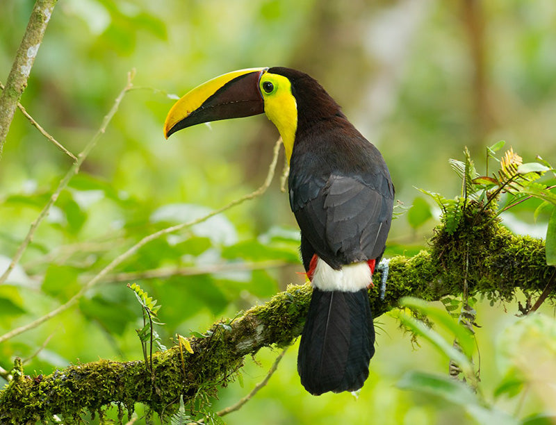 Chestnut-mandibled toucan, Ramphastos (ambiguus) swainsonii, Tucán Pechiamarillo