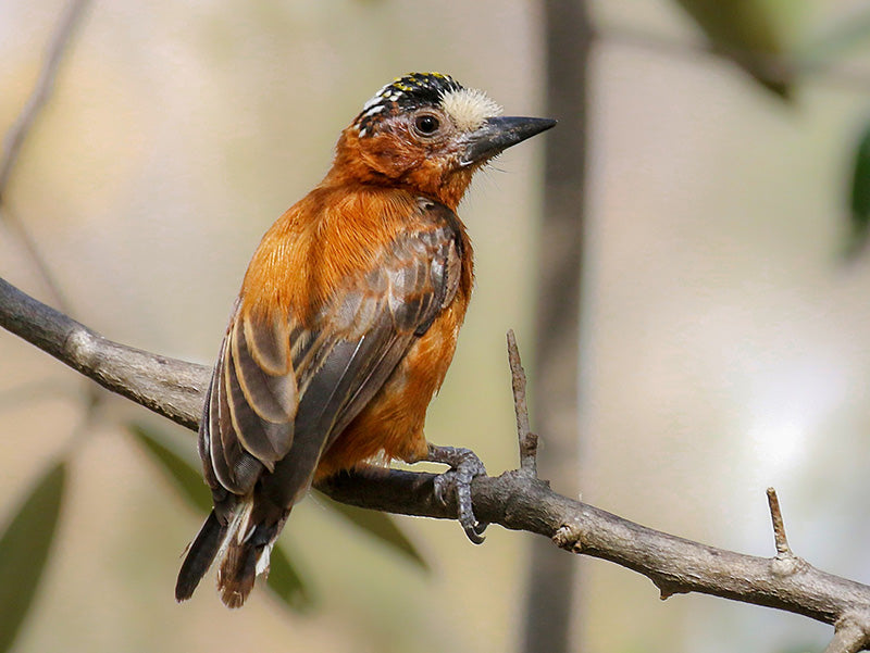 Chestnut Piculet, Picumnus cinnamomeus, Carpinterito Castaño