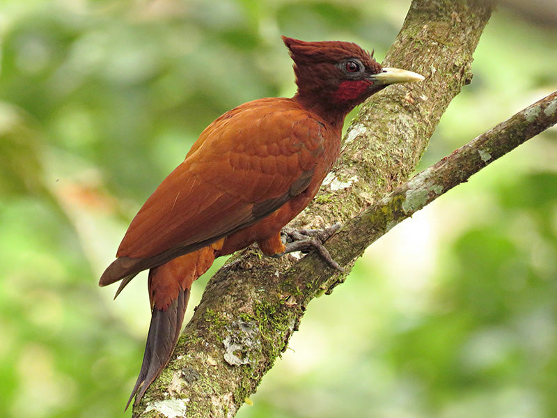 Chestnut Woodpecker, Celeus elegans, Carpintero Martillo  