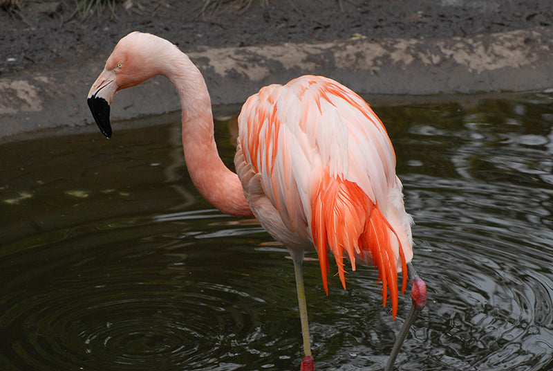 Chilean Flamingo, Phoenicopterus chilensis