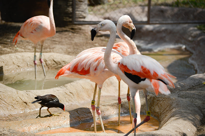 Flamencos Chilenos