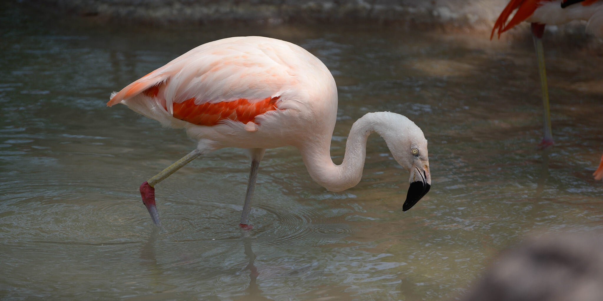 Chilean Flamingo