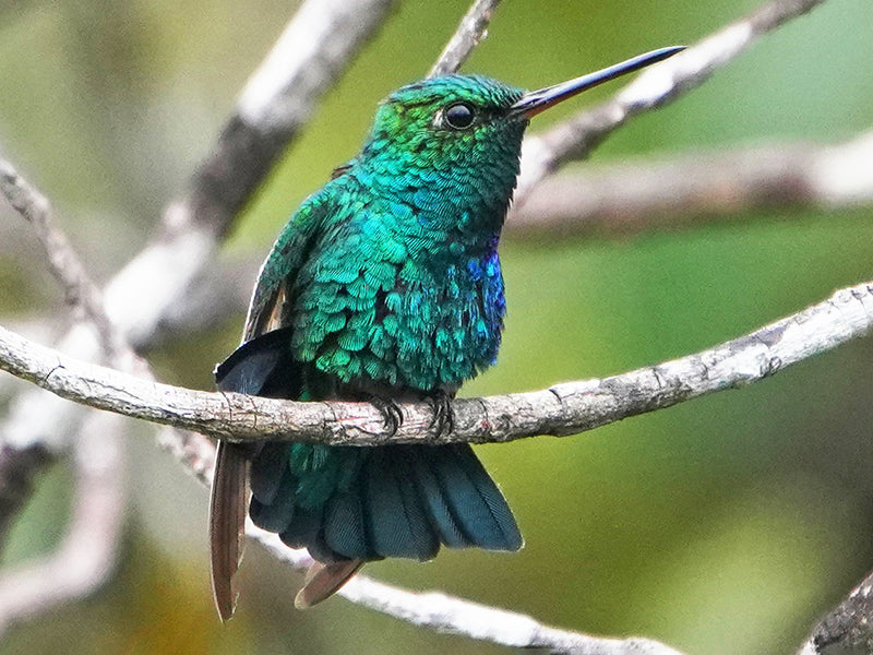 chiribiquete-emerald, Esmeralda del Chiribiquete, Chlorostilbon olivaresi  