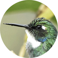 Choco Daggerbill, White-throated Daggerbill, Schistes albogularis,Colibrí Piquicuña del Chocó