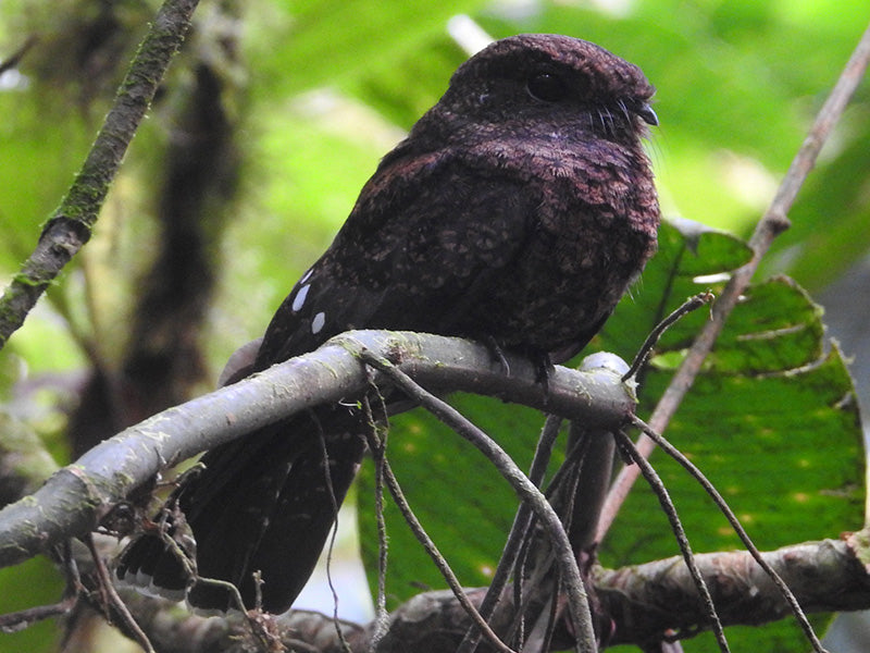 Choco Poorwill, Nyctiphrynus rosenbergi, Guardacaminos del Chocó