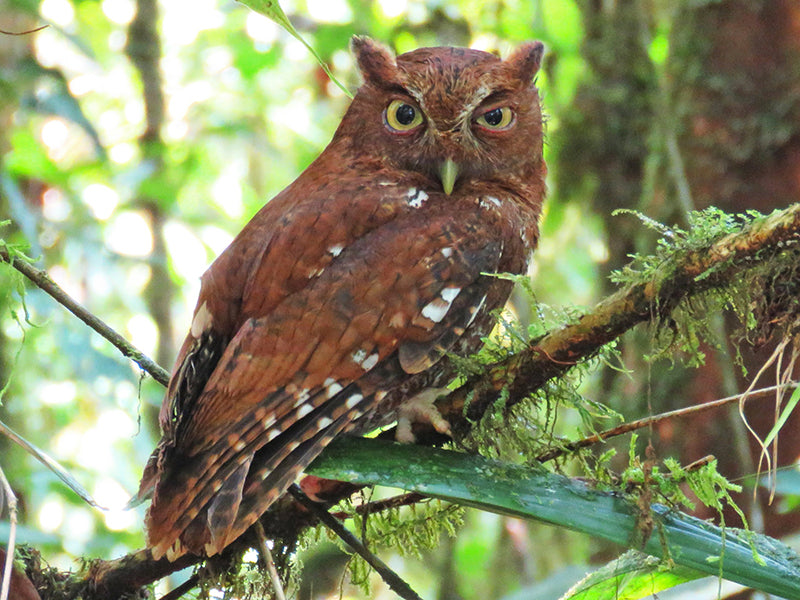 Choco Screech Owl, Megascops centralis, Autillo del Chocó