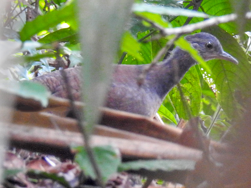 choco tinamou, tinamou del Chocó