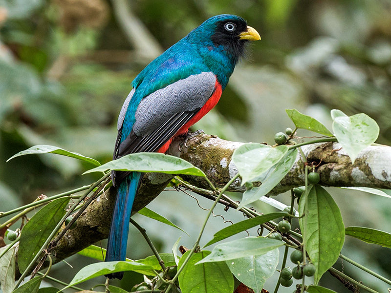 Choco Trogon, Trogon comptus, Trogón Ojiblanco