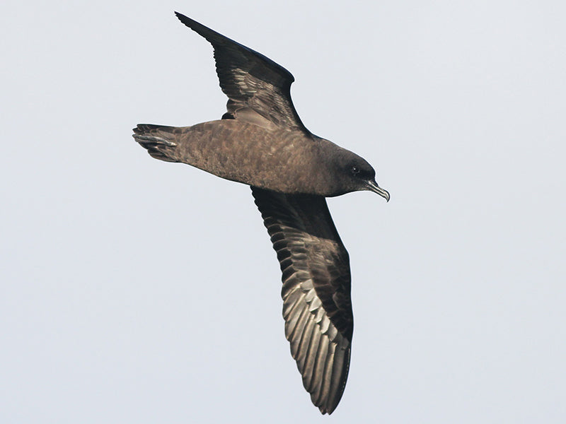 Christmas Shearwater, Puffins nativitatis, Pardela de la Christmas