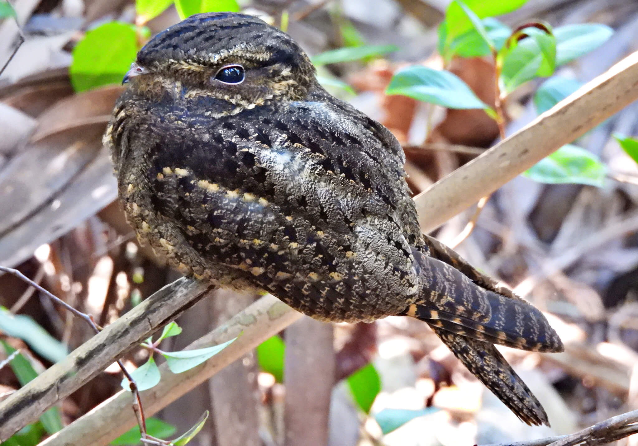 Chuck-will-s-widow, Antrostomus carolinensis, Guardacaminos de Carolina