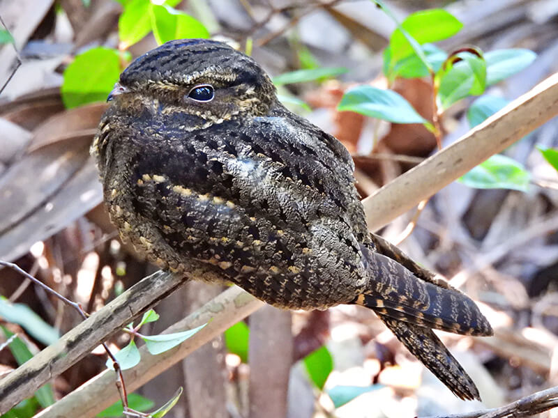 Chuck-will-s-widow, Antrostomus carolinensis, Guardacaminos de Carolina