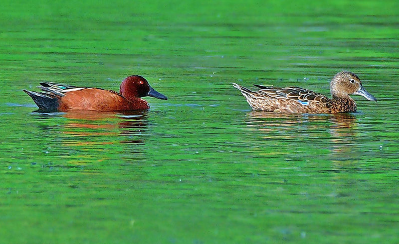 Cinnamon Teal, Pato Colorado