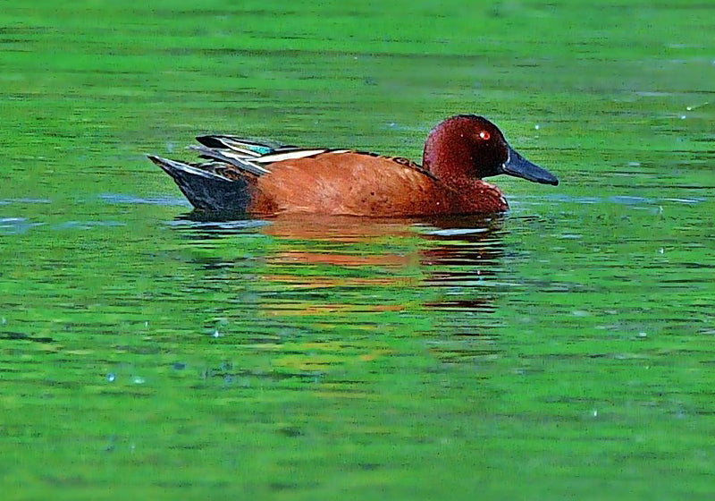 Cinnamon Teal, Pato Colorado, Spatula cyanoptera