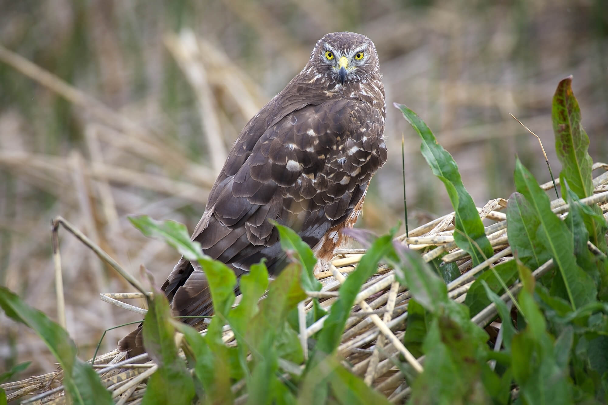 Cinereous Harrier, Circus cinereus, Aguilucho Cenizo