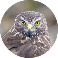 Cinereous Harrier, Circus cinereus, Aguilucho Cenizo