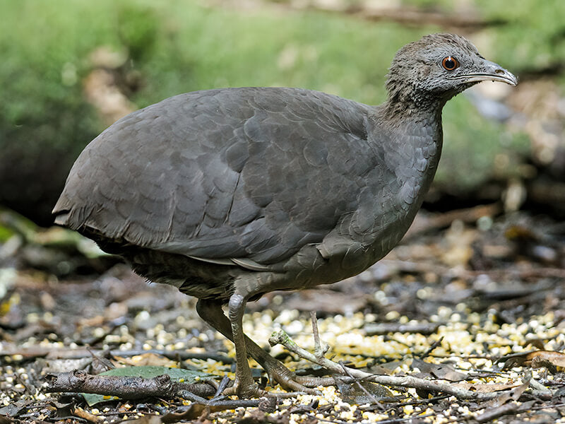 Cinereous tinamou, Tinamu cenizo