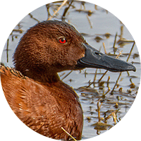 cinnamon teal, pato colorado