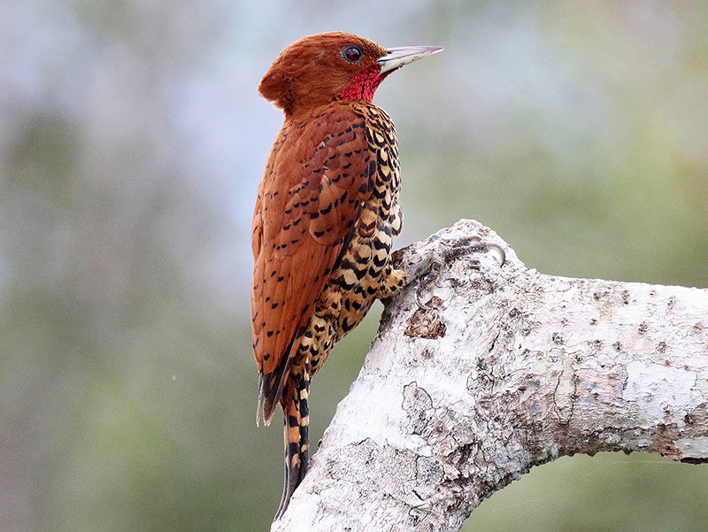 Cinnamon-woodpecker, Celeus loricatus, Carpintero Canelo