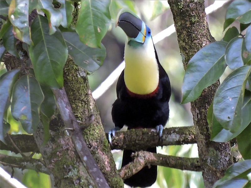 Citron-throated toucan, Ramphastos (vitellinus) citreolaemus, Tucán Pechiblanco