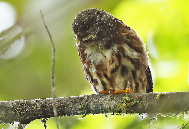 Cloudforest Pygmy-owl, Glaucidium nubicola, Buhito Nubícola