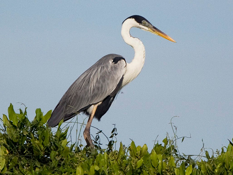 Cocoi heron, Ardea cocoi, Garzón Azul