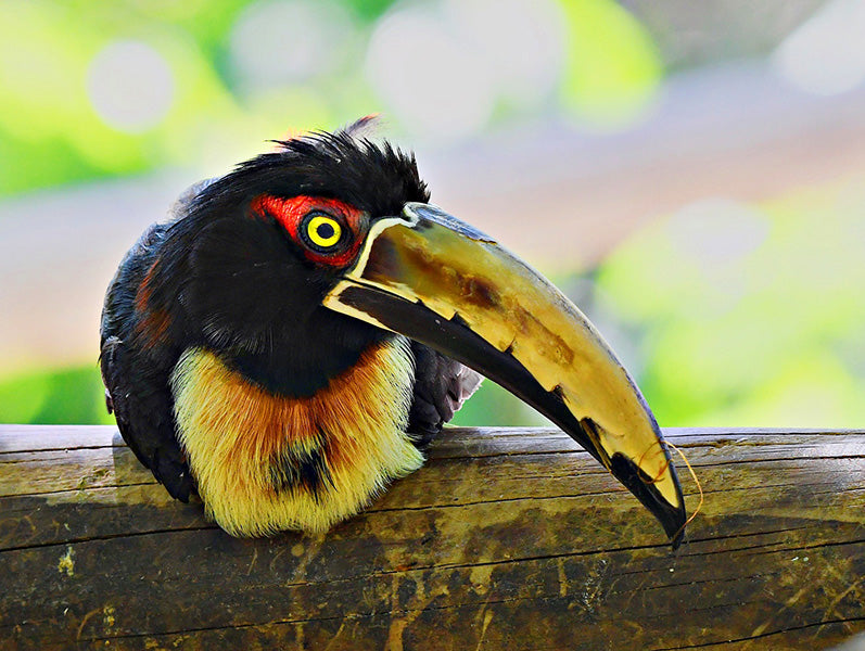 Collared Araçari, Collared Aracari, Pteroglossus torquatus, Pichí Bandeado