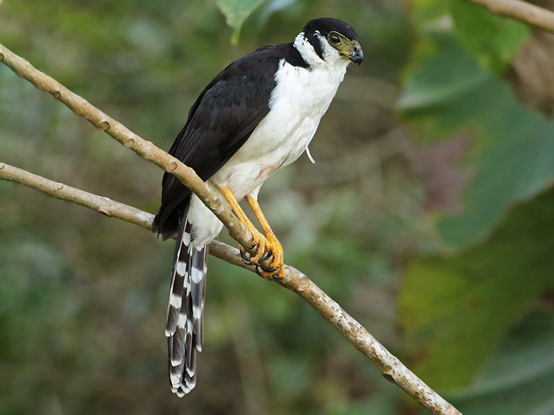 Collared-Forest-falcon, Micrastur semitorquatus, Halcón Montés Collajero