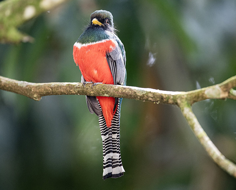 Collared Trogon, Trogon collaris, Trogon Collarejo