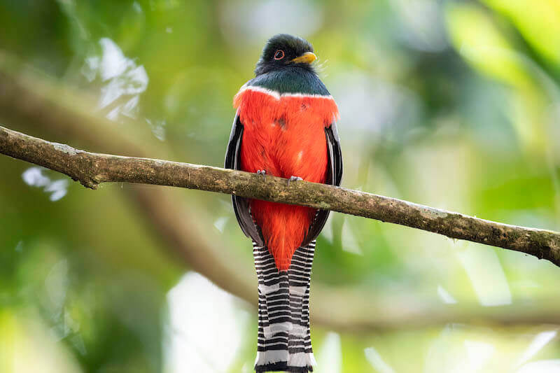 Collared Trogon, Trogon collaris, Trogón Collarejo