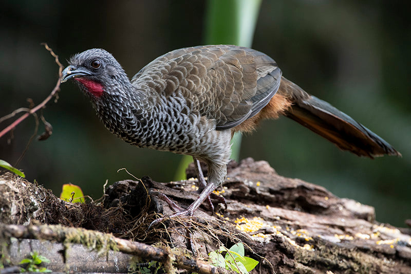 Colombian Guacharaca